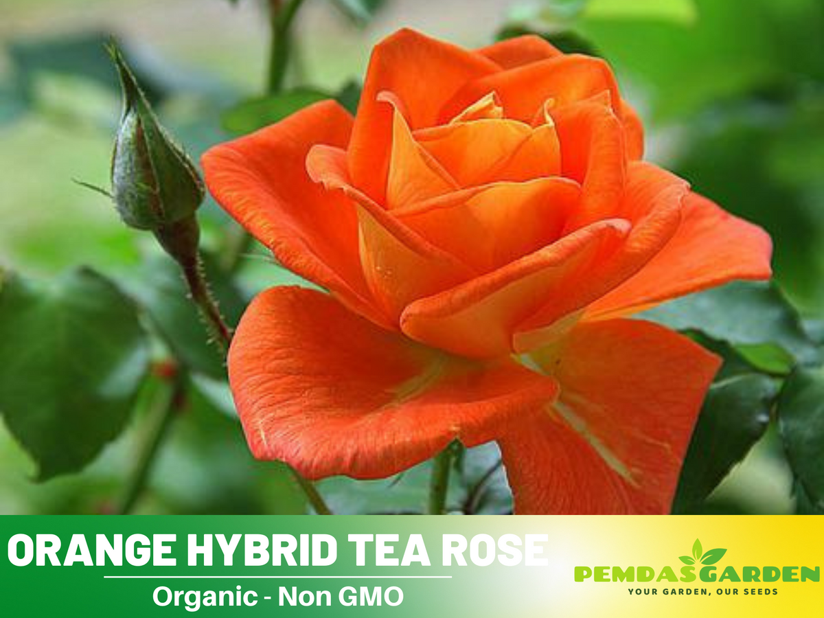 30 Rare seed - Orange Rose Seed Flower #1091