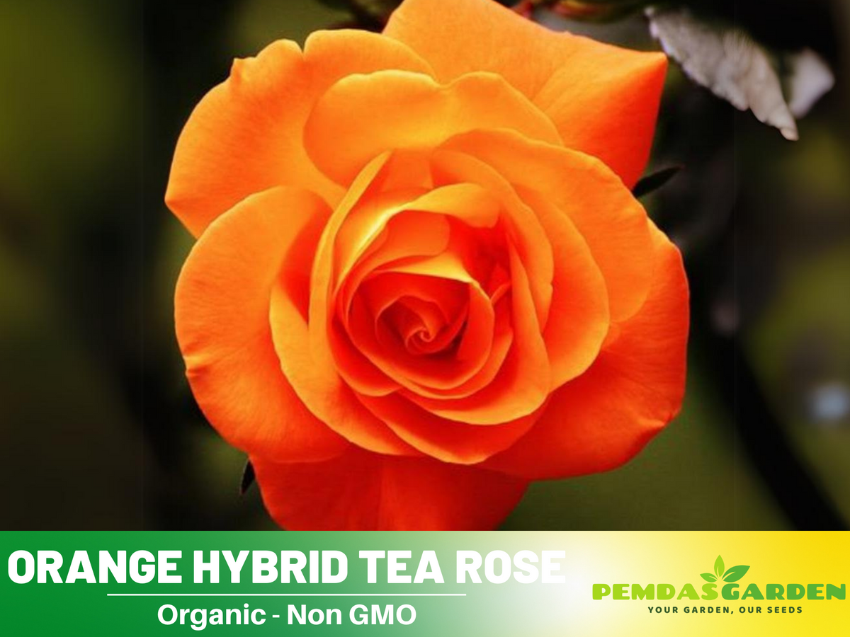 30 Rare seed - Orange Rose Seed Flower #1091