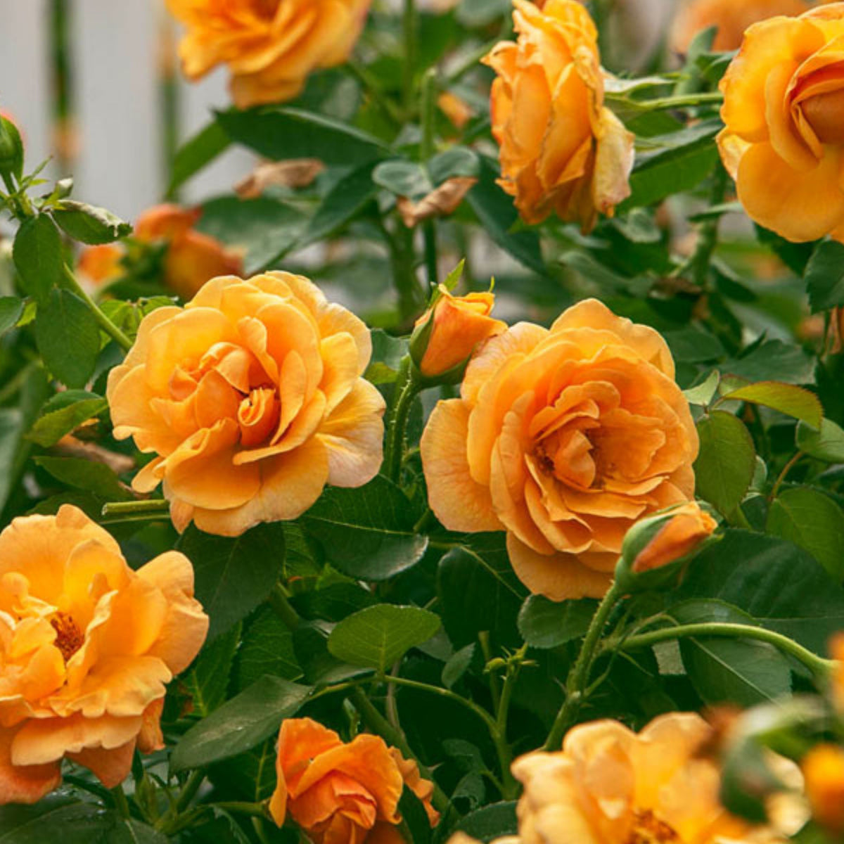 Orange Rose Seeds, 30 seeds
