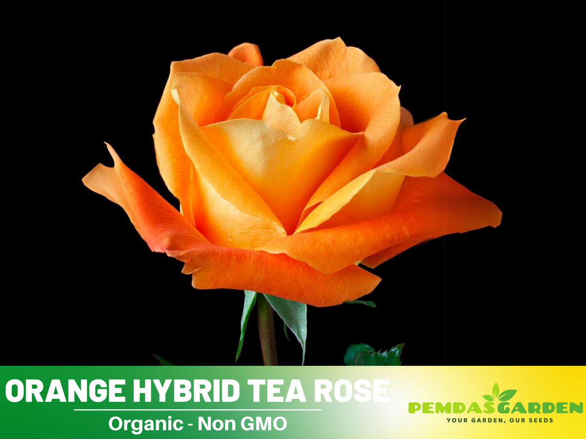 30 Rare seed - Orange Rose Seed Flower #1091