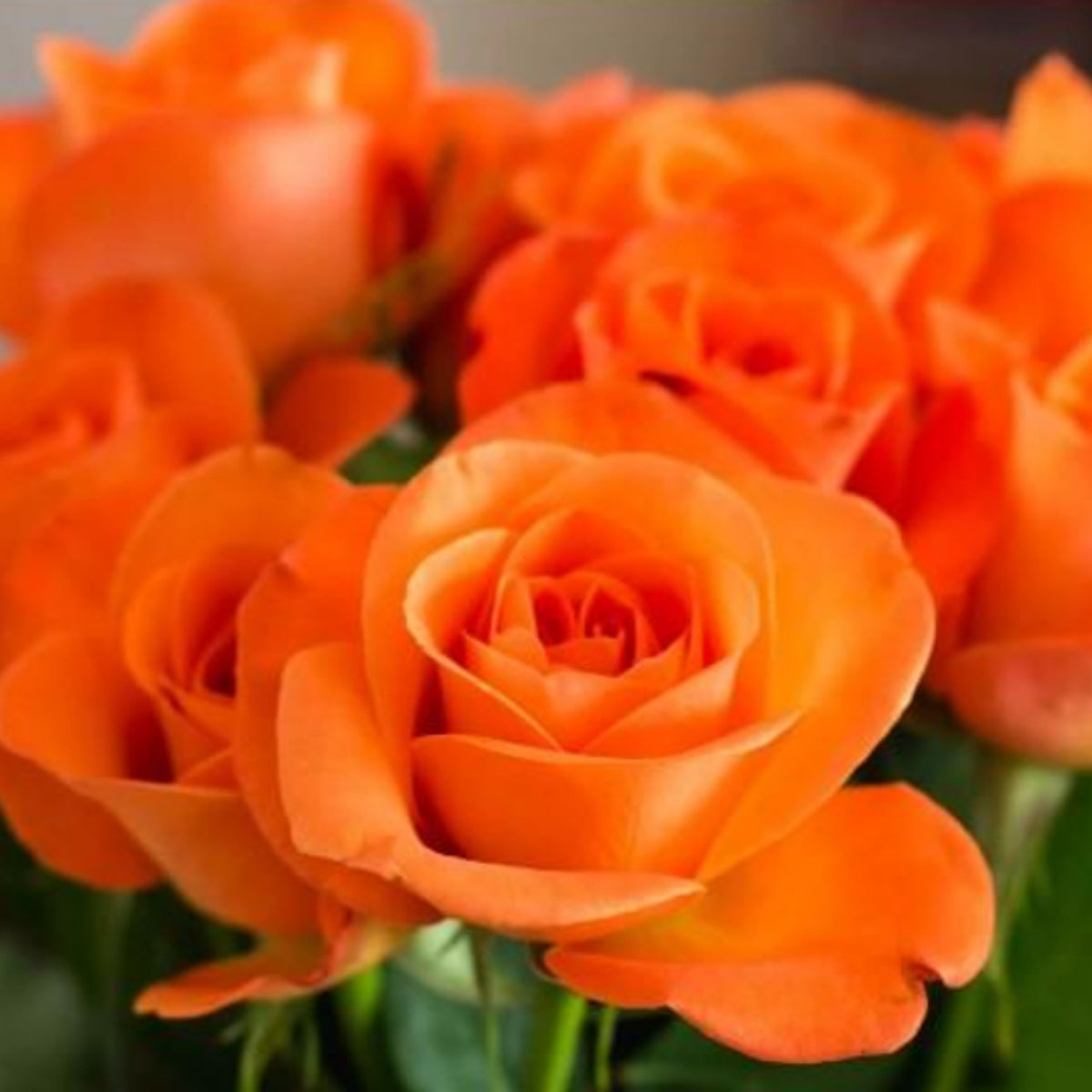 Orange Rose Seeds, 30 seeds