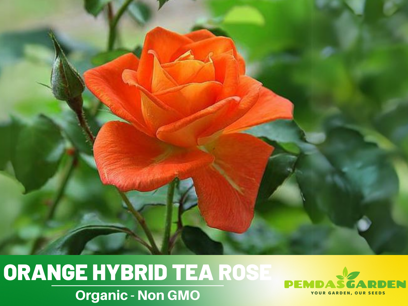 orange roses seeds 30 Rare seed
