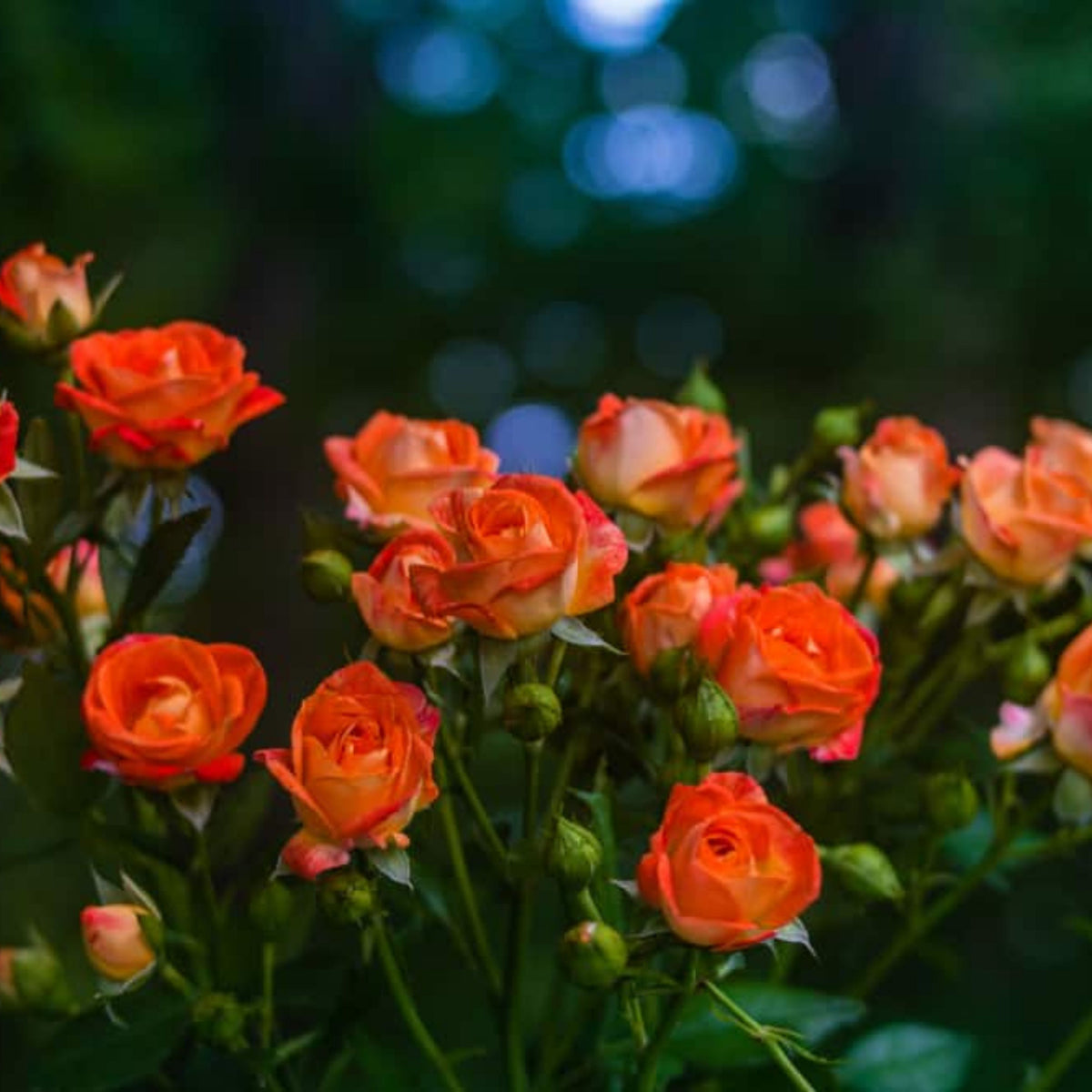 Orange Rose Seeds, 30 seeds