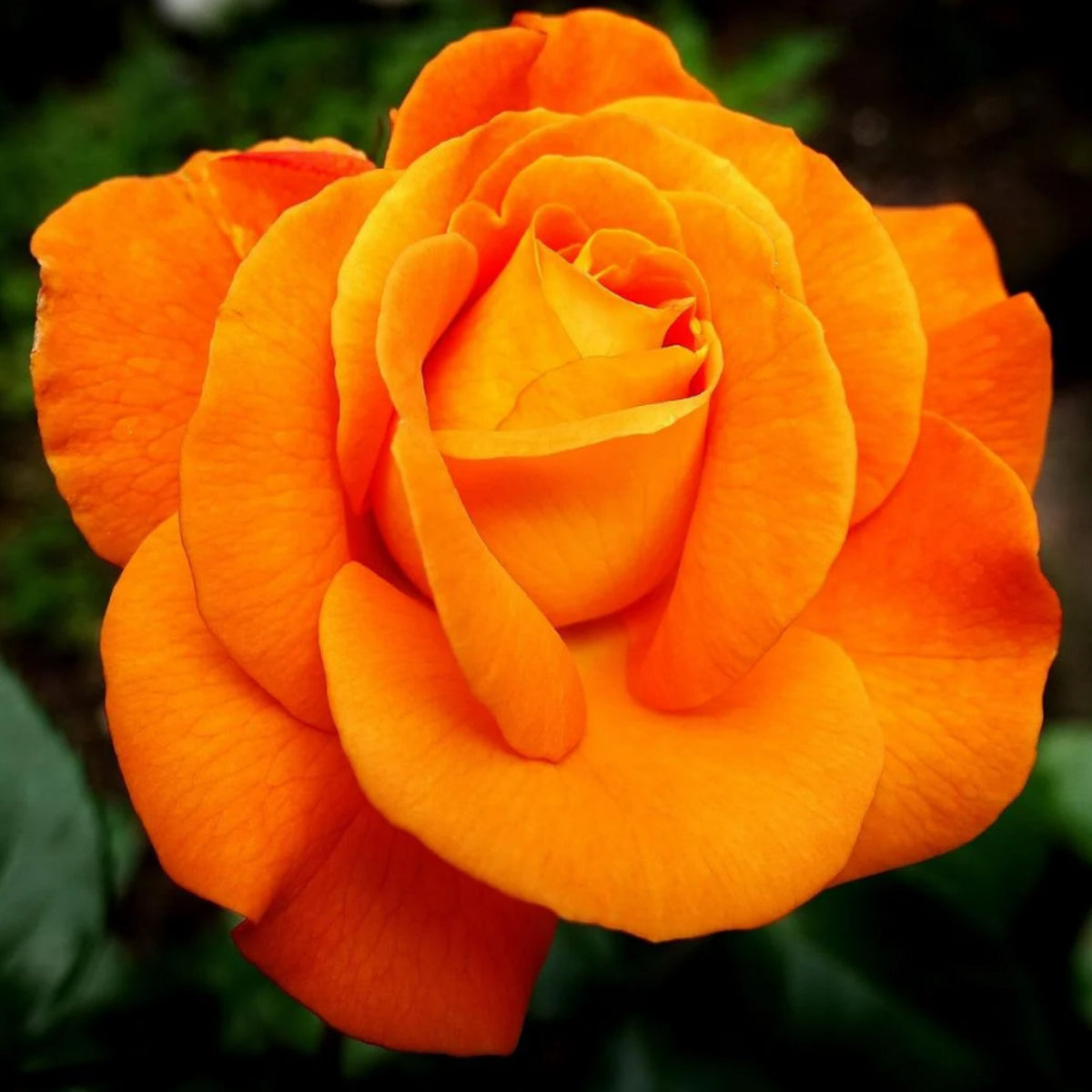 Orange Rose Seeds, 30 seeds