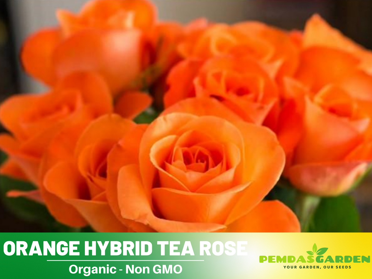 30 Rare seed - Orange Rose Seed Flower #1091