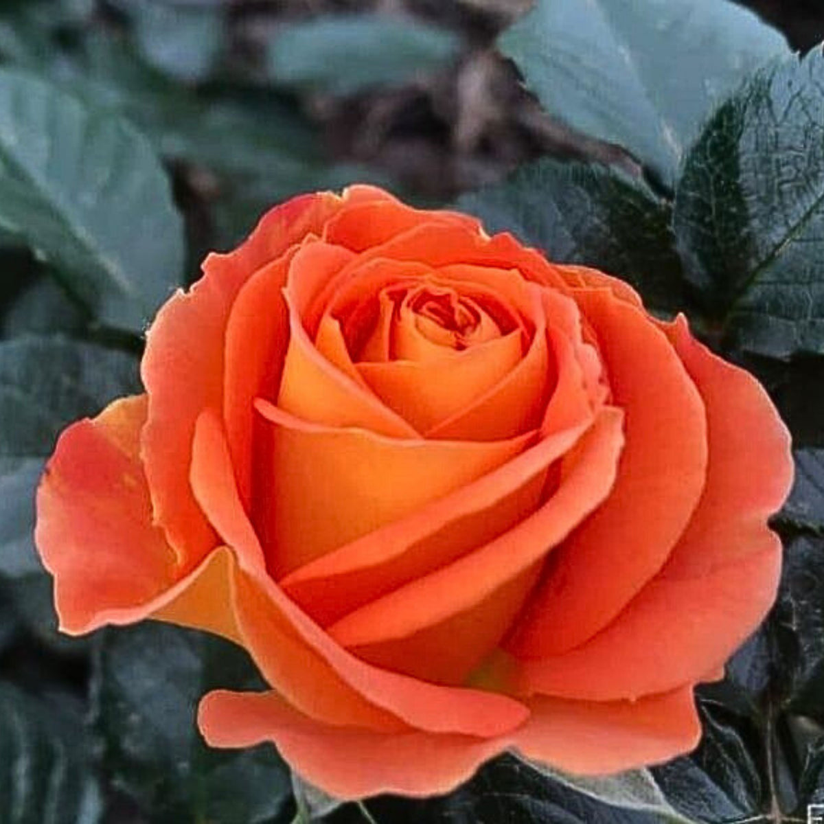 Orange Rose Seeds, 30 seeds