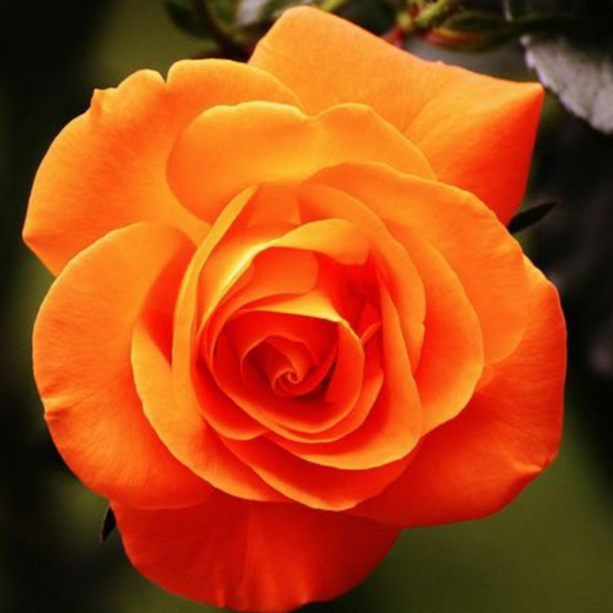 Orange Rose Seeds, 30 seeds