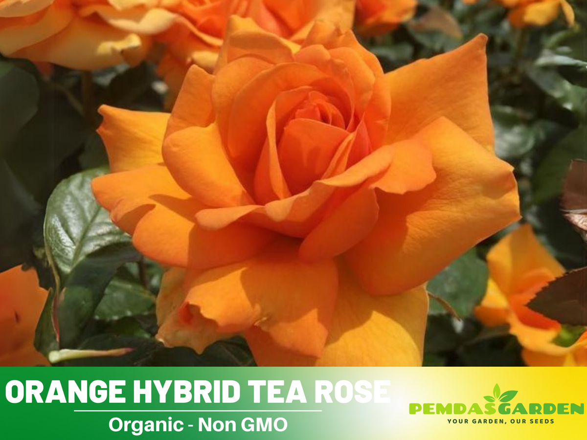 30 Rare seed - Orange Rose Seed Flower #1091