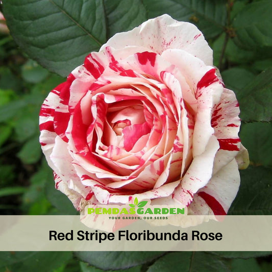 Red Dragon Rose Seed Flower, 30 seeds