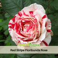 30 Rare seed - Red Dragon Rose Seed Flower #1092