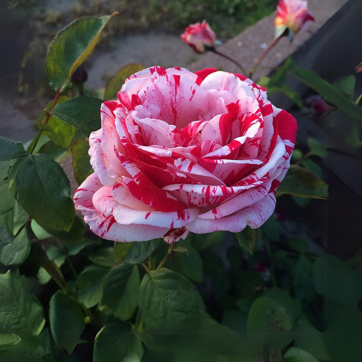 Red Dragon Rose Seed Flower, 30 seeds