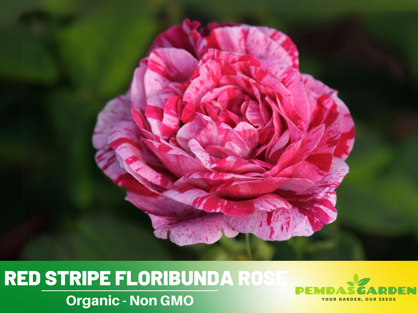 dragon rose seeds 30 Rare Seeds-Pink English Abraham Darby Rose Seeds#1106-Authentic Seeds--Rose seeds-Herb seeds-Vegetable Seeds-Mix Seeds for Plant- B3g1