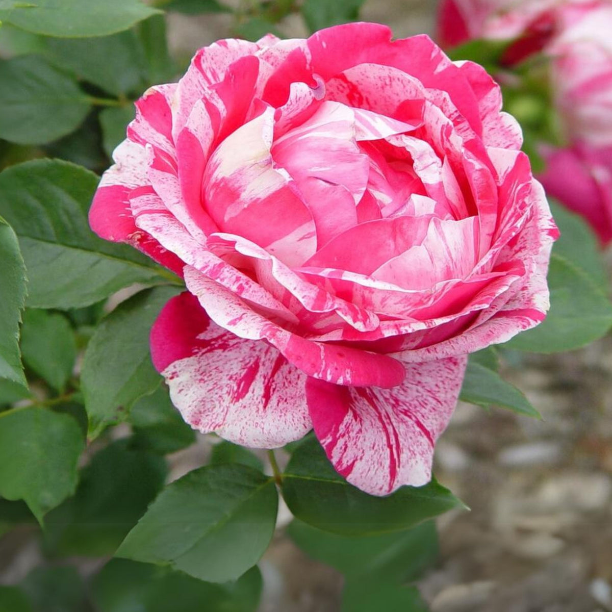 Red Dragon Rose Seed Flower, 30 seeds