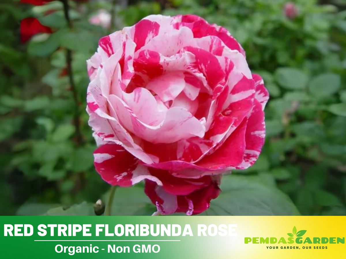 30 Rare seed - Red Dragon Rose Seed Flower #1092