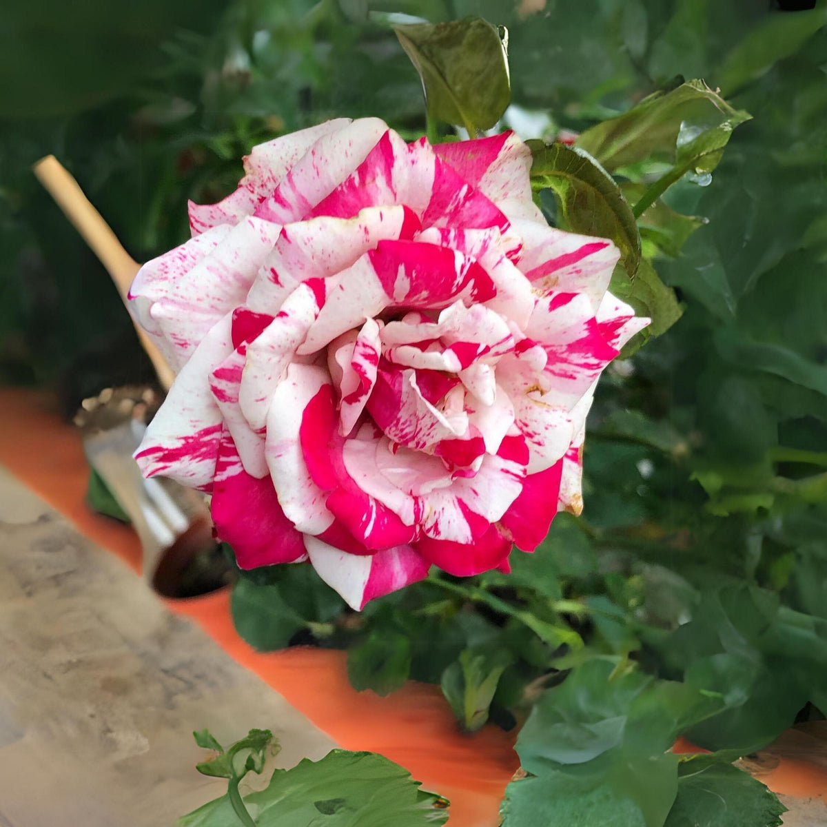 Red Dragon Rose Seed Flower, 30 seeds