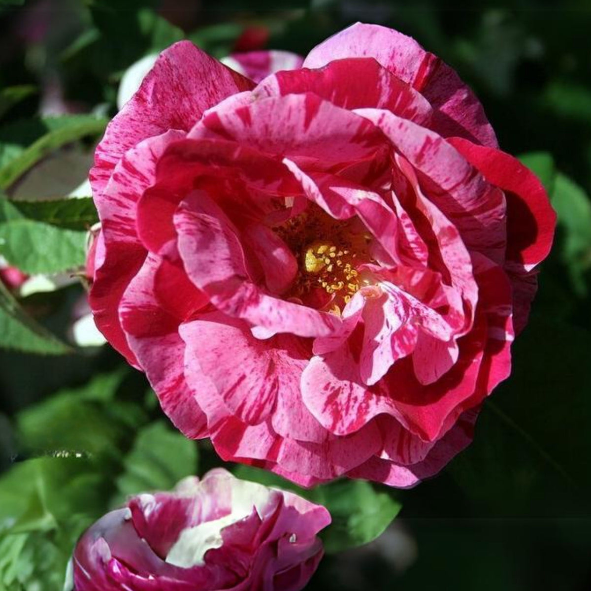 Red Dragon Rose Seed Flower, 30 seeds