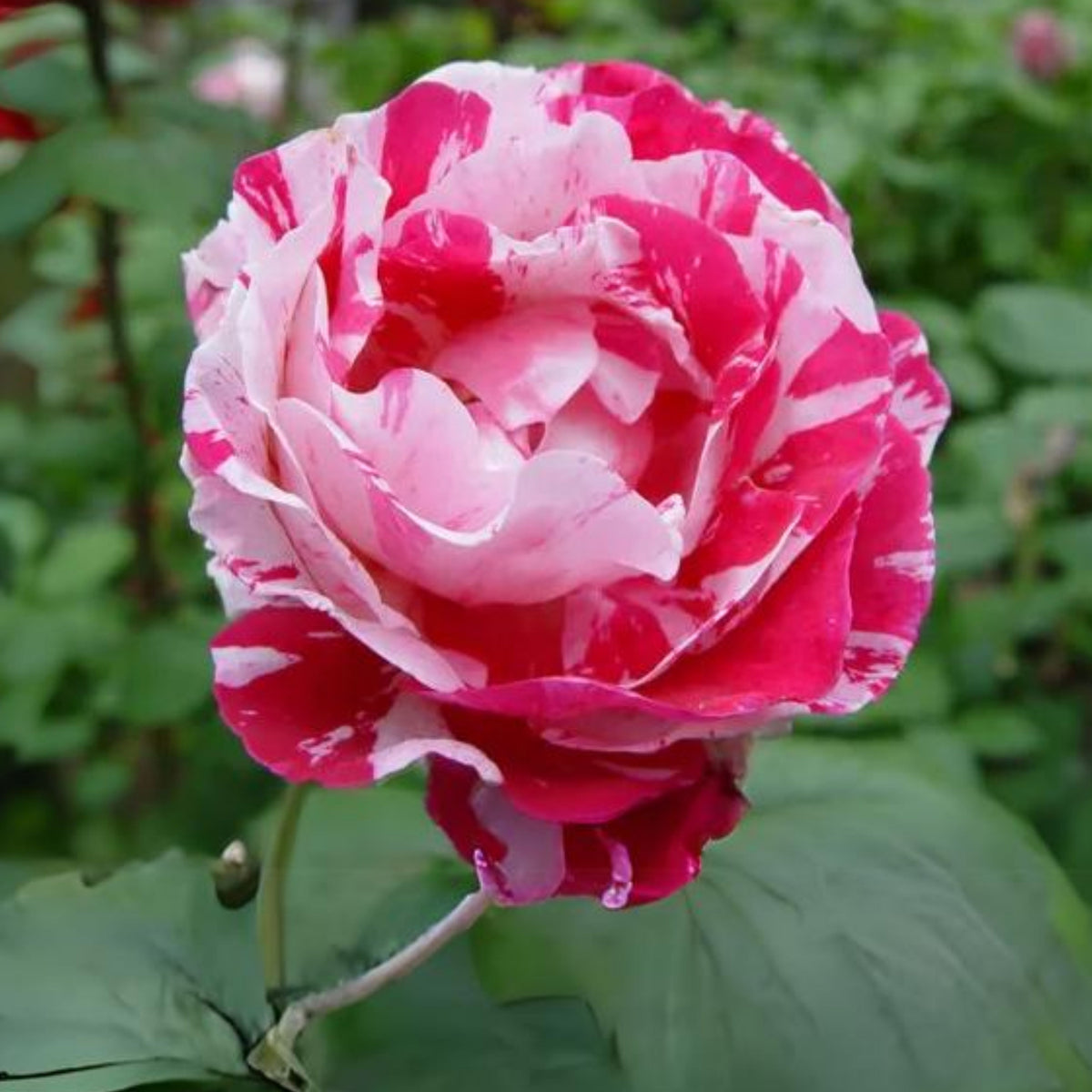 Red Dragon Rose Seed Flower, 30 seeds