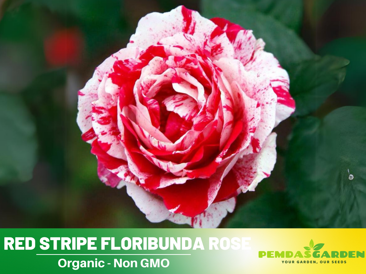 30 Rare seed - Red Dragon Rose Seed Flower #1092