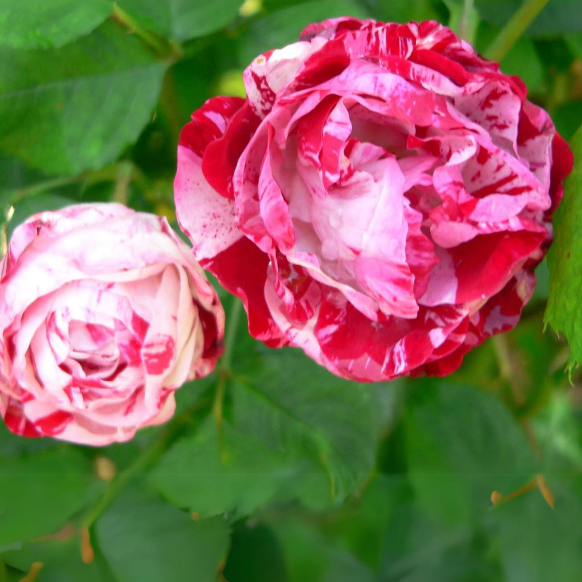 Red Dragon Rose Seed Flower, 30 seeds