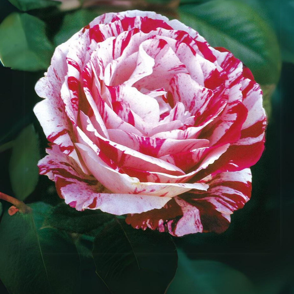 Red Dragon Rose Seed Flower, 30 seeds