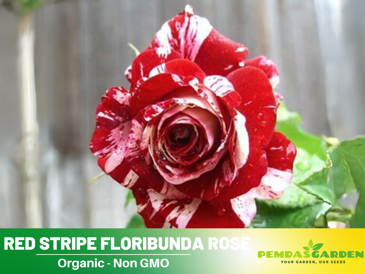 30 Rare seed - Red Dragon Rose Seed Flower #1092