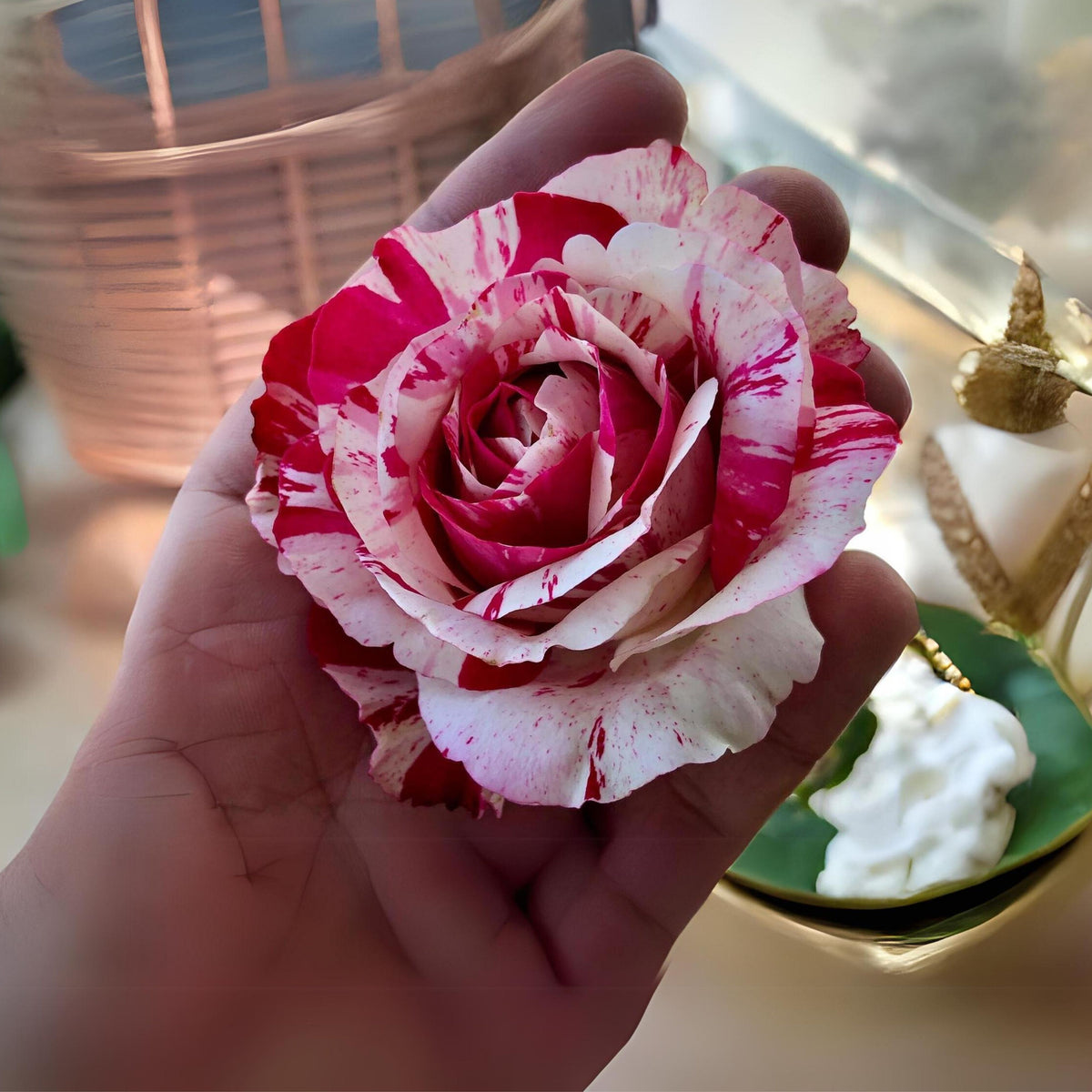 Red Dragon Rose Seed Flower, 30 seeds