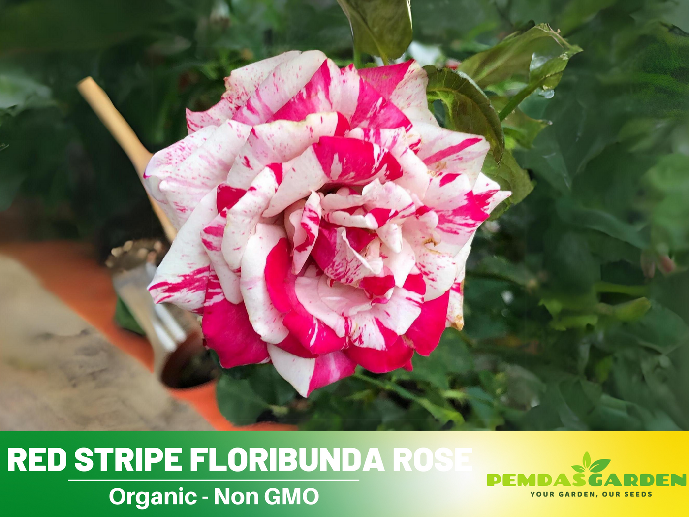 rose seed replica 30 Rare Seeds-Pink English Abraham Darby Rose Seeds#1106-Authentic Seeds--Rose seeds-Herb seeds-Vegetable Seeds-Mix Seeds for Plant- B3g1