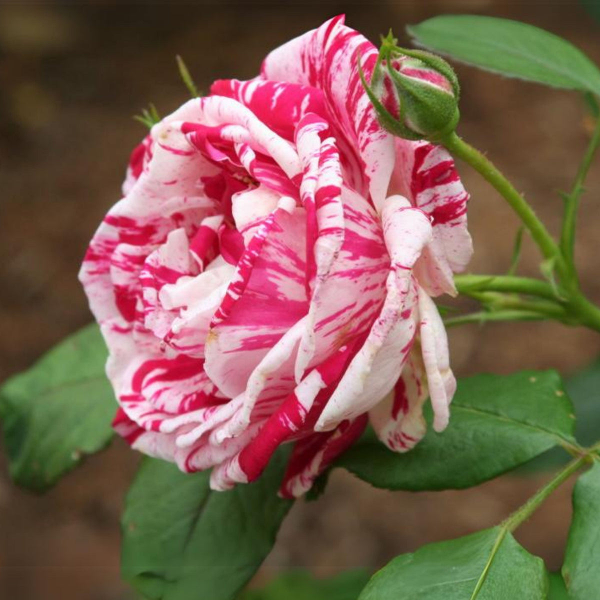 Red Dragon Rose Seed Flower, 30 seeds
