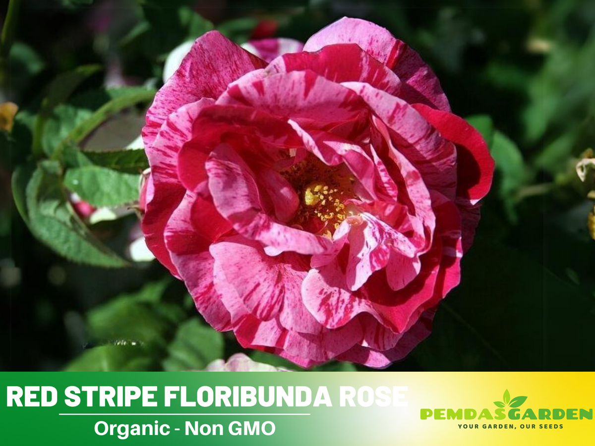 30 Rare seed - Red Dragon Rose Seed Flower #1092