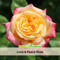 30 Rare seed - Love & Peace Rose Bush #1093