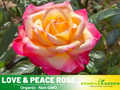 30 Rare seeds - Love & Peace Rose Bush #1093