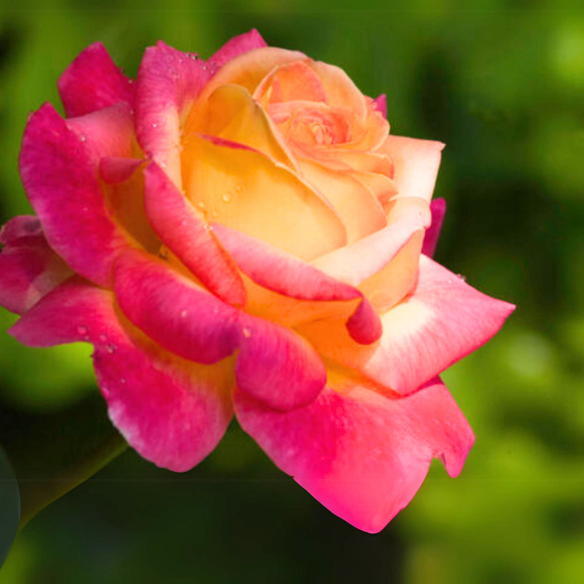 Love & Peace Rose Bush Seeds, 30 seeds