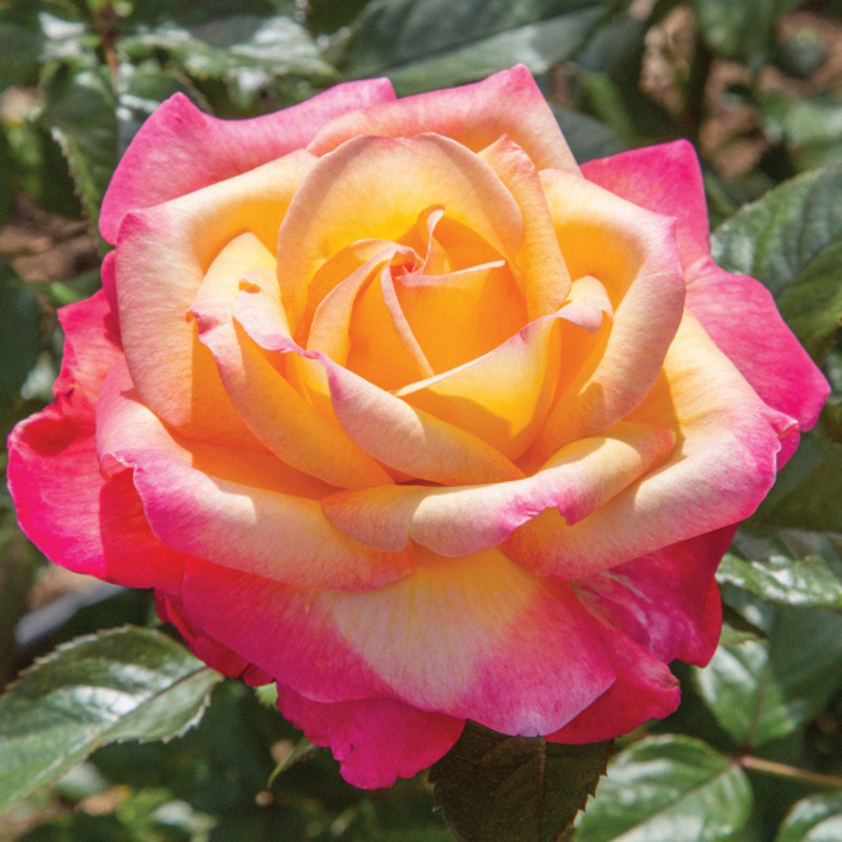 Love & Peace Rose Bush Seeds, 30 seeds