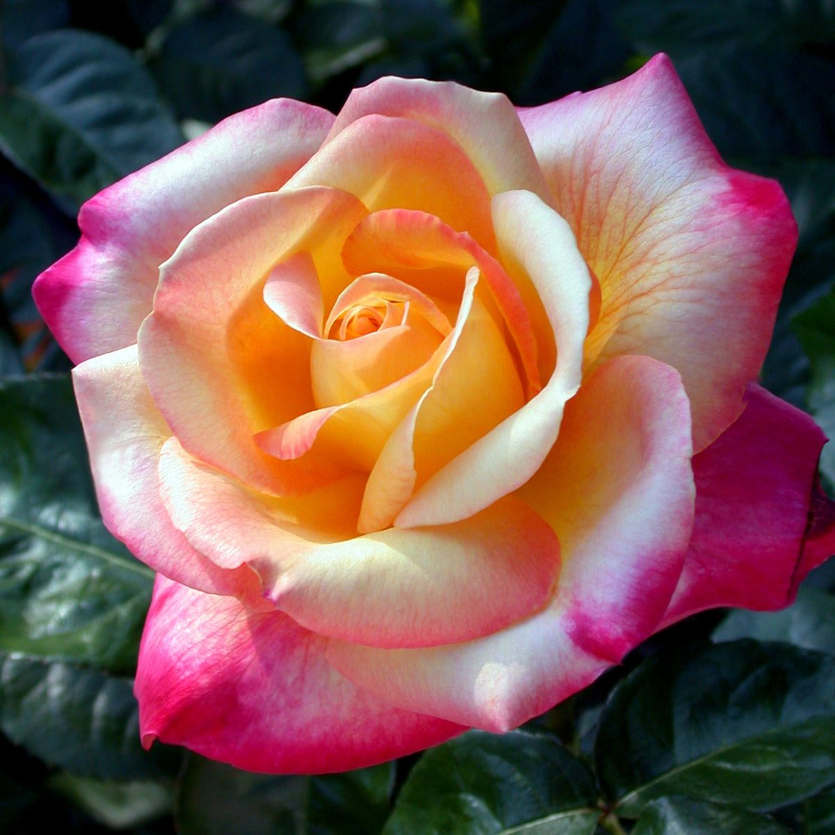 Love & Peace Rose Bush Seeds, 30 seeds