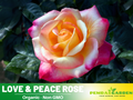 30 Rare seed - Love & Peace Rose Bush #1093