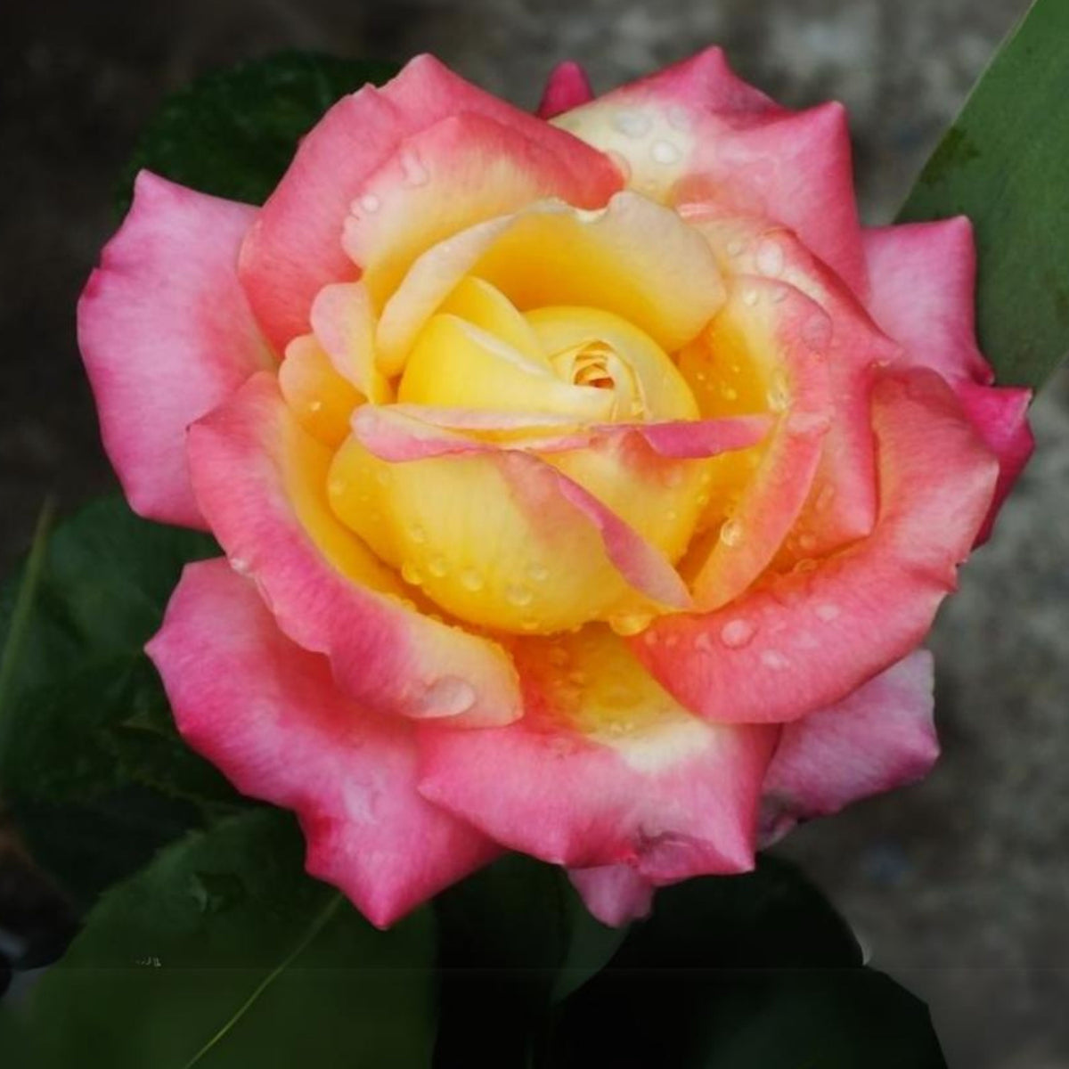 Love & Peace Rose Bush Seeds, 30 seeds