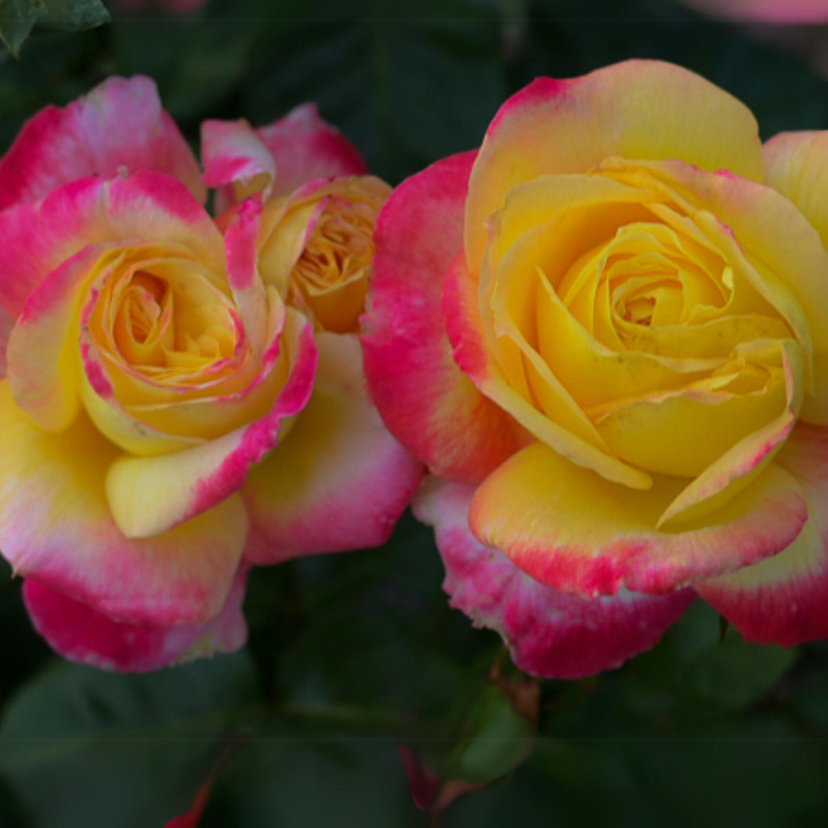 Love & Peace Rose Bush Seeds, 30 seeds