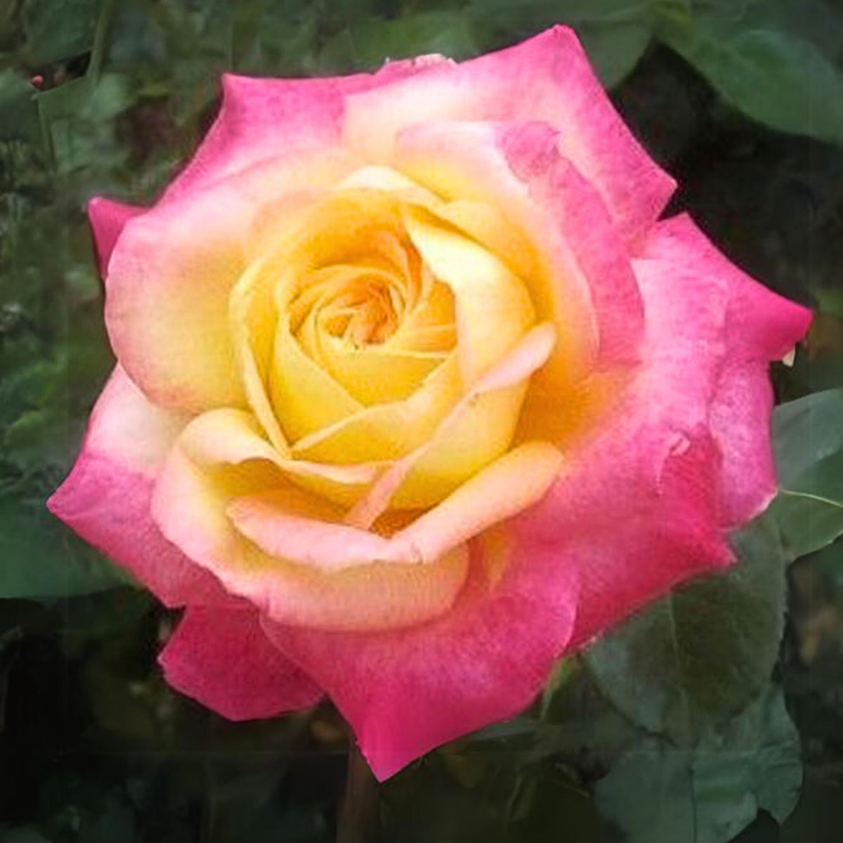 Love & Peace Rose Bush Seeds, 30 seeds