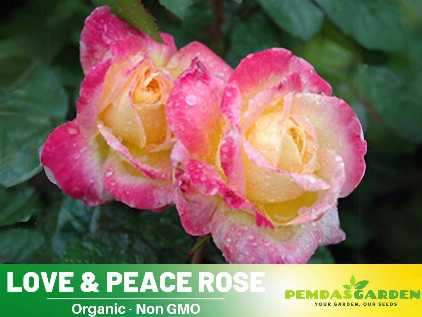 peace rose seeds 30 Rare seed