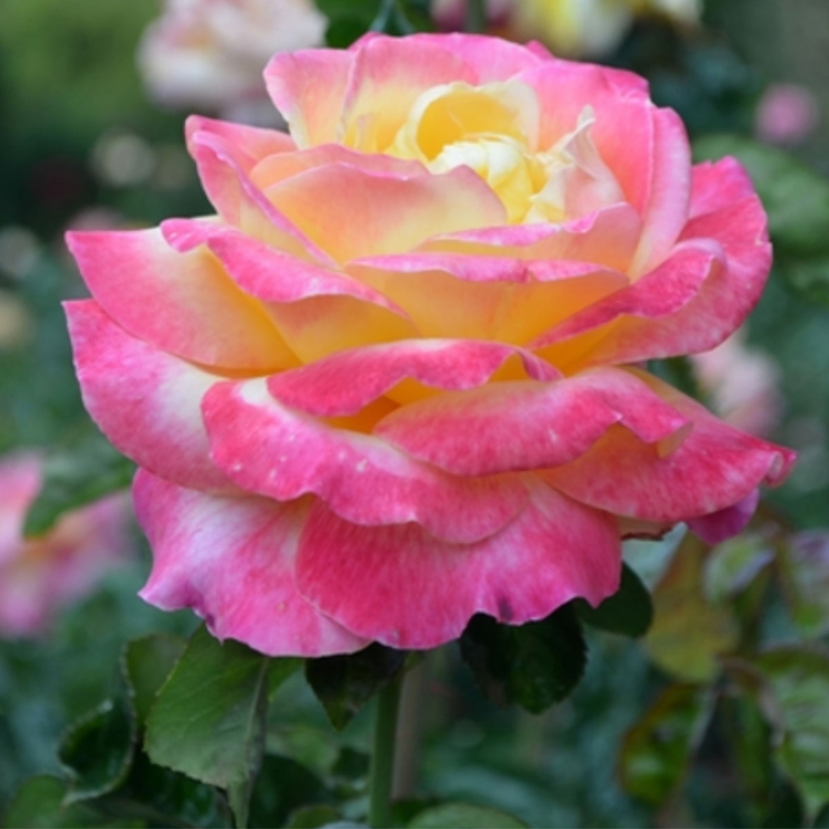 Love & Peace Rose Bush Seeds, 30 seeds