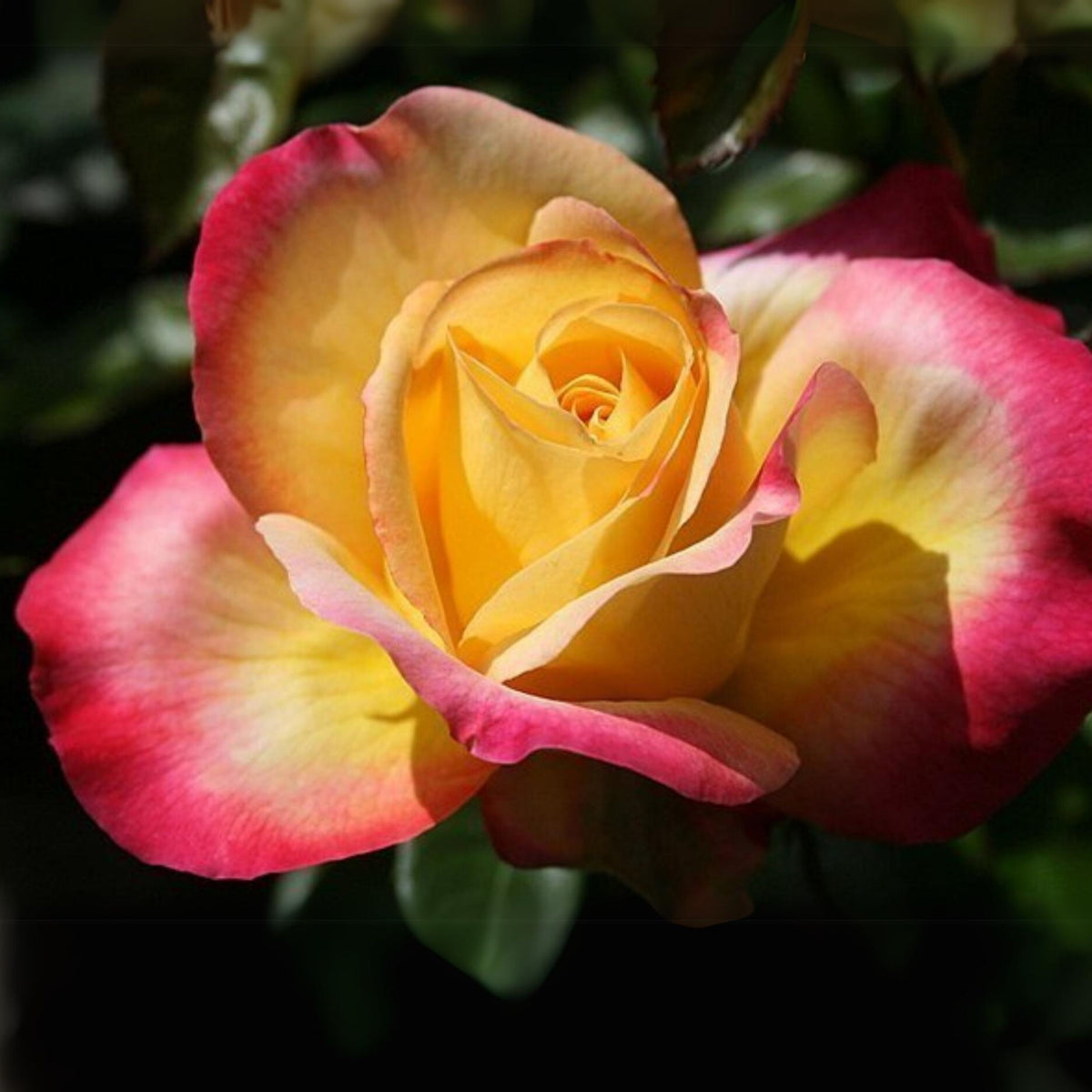 Love & Peace Rose Bush Seeds, 30 seeds