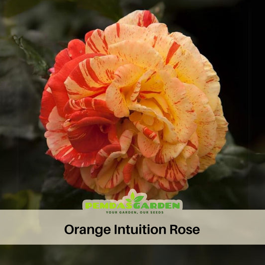 Orange Intuition Rose Flower Seeds, 30 seeds