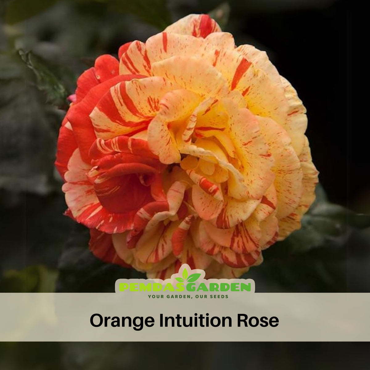 Orange Intuition Rose Flower Seeds, 30 seeds