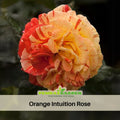 30 Rare seed | Orange Intuition Rose Seed Flower Seeds #1095