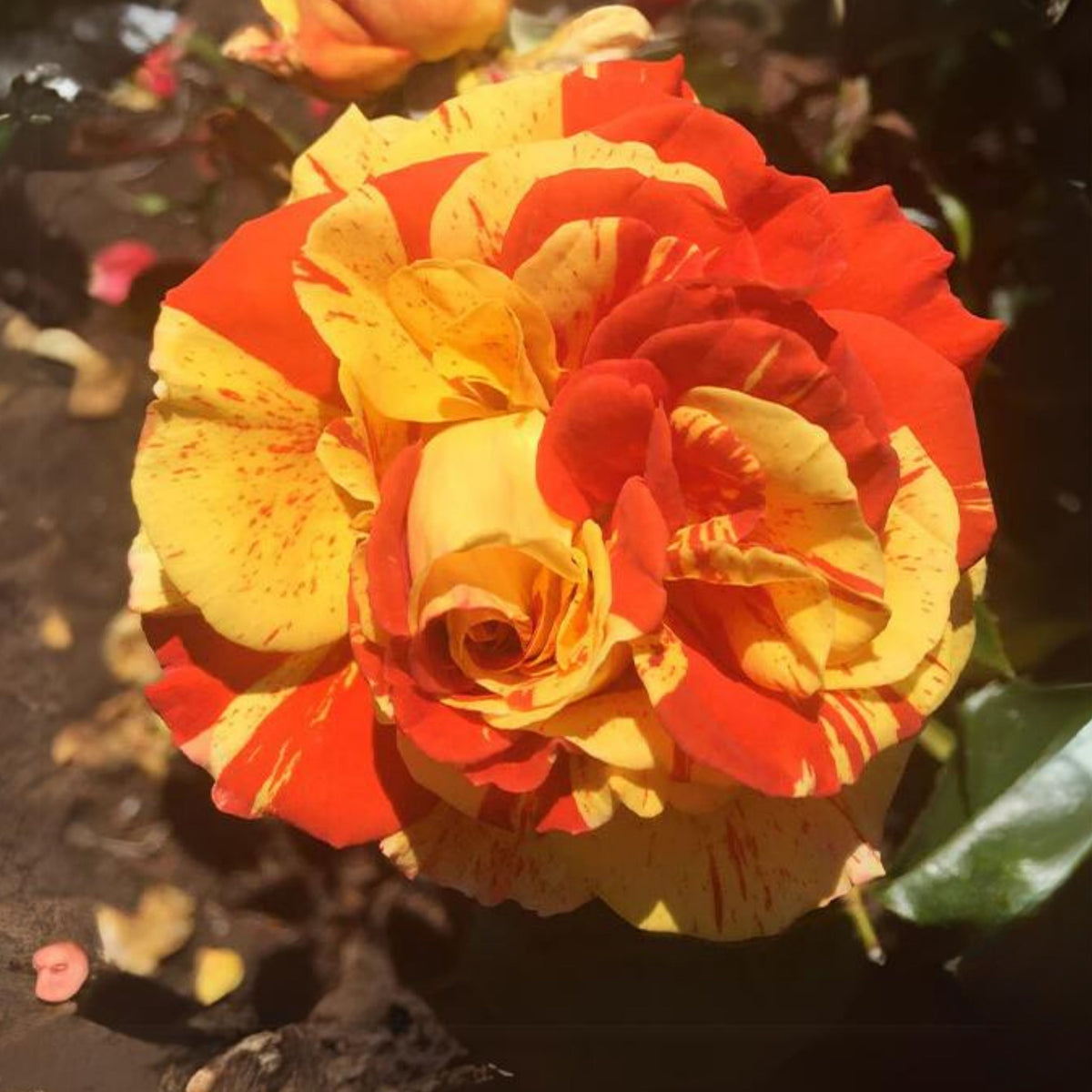 Orange Intuition Rose Flower Seeds, 30 seeds