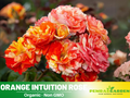 30 Rare seed | Orange Intuition Rose Seed Flower Seeds #1095