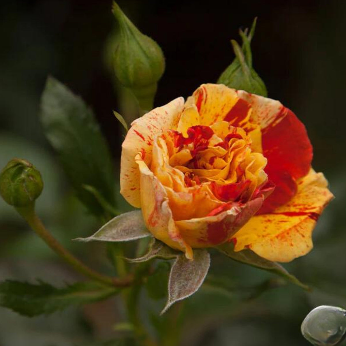 Orange Intuition Rose Flower Seeds, 30 seeds