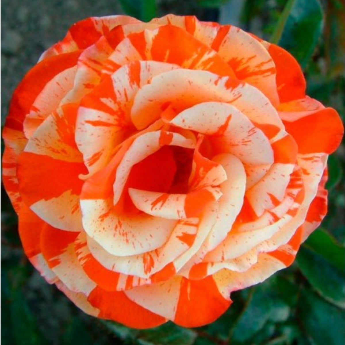 Orange Intuition Rose Flower Seeds, 30 seeds