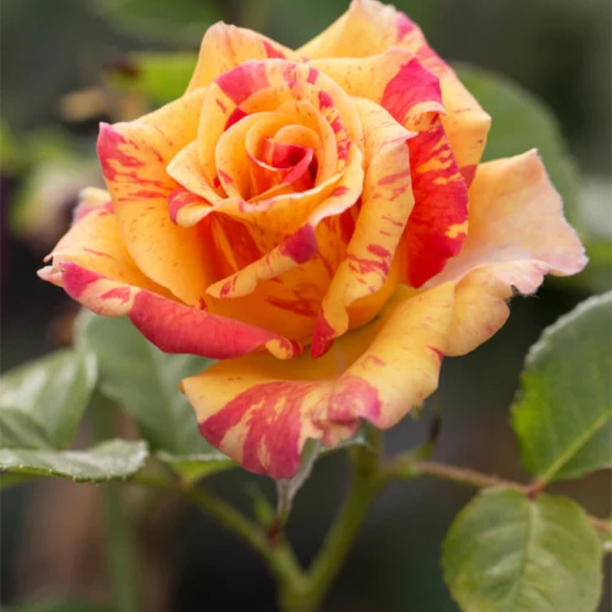 Orange Intuition Rose Flower Seeds, 30 seeds