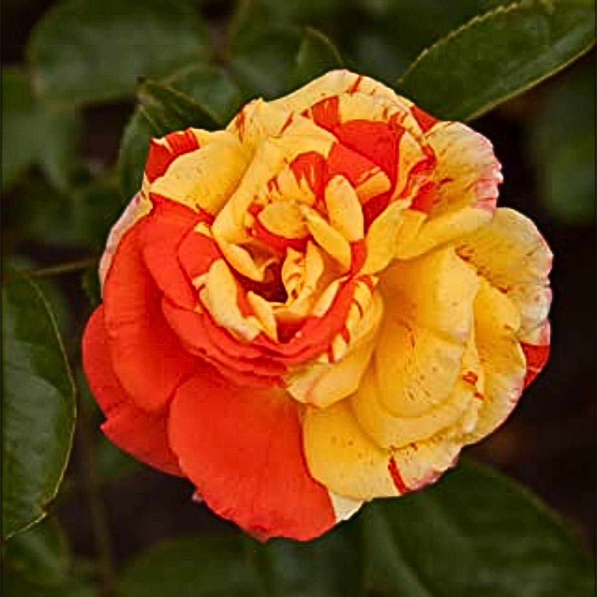 Orange Intuition Rose Flower Seeds, 30 seeds